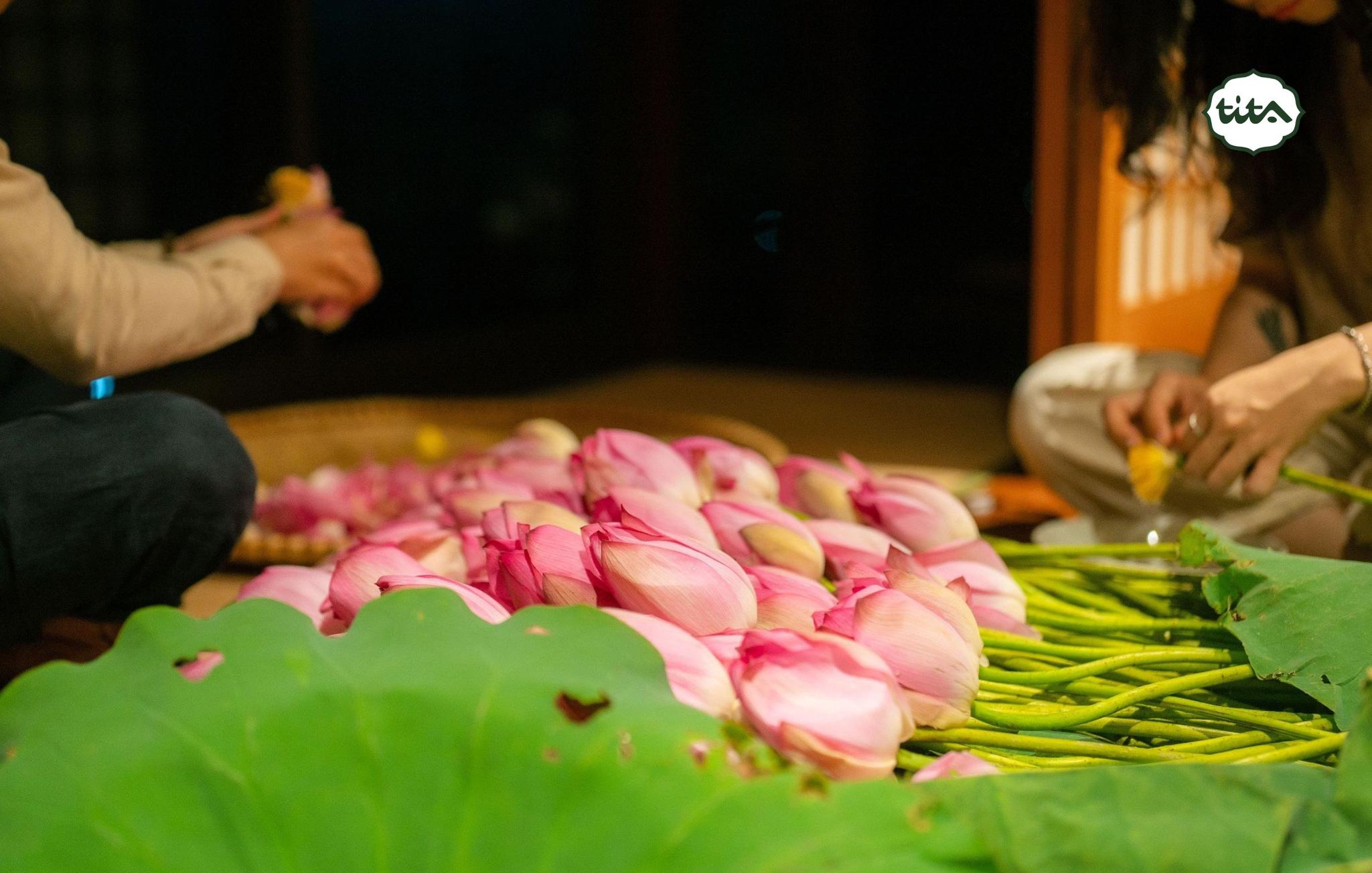 Trà sen cổ thụ titaart